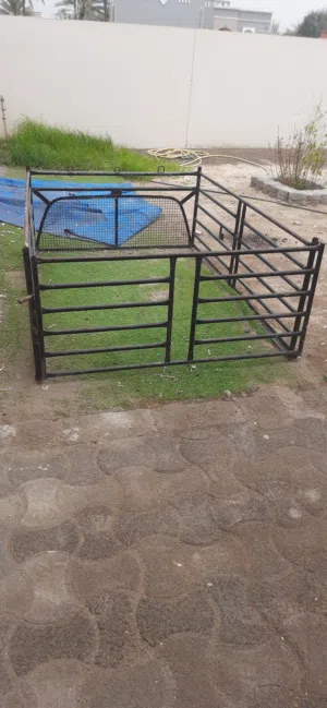 اصياخ بيكب بوغماره للبيع