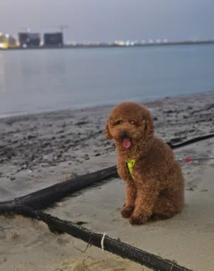 Poodle كلب للبيع
