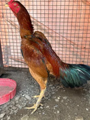 للبيع ديك تركي