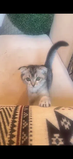 للبيع قطوه سكوتش فولد