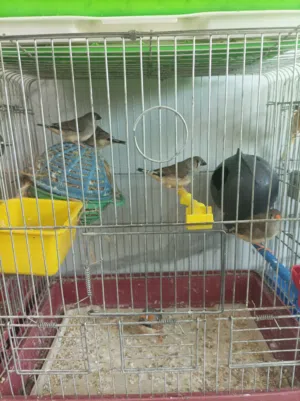 طيور جنة (زيبرا) للبيع