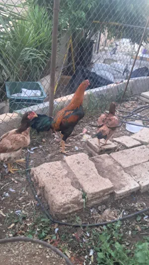 دجاج بكستاني