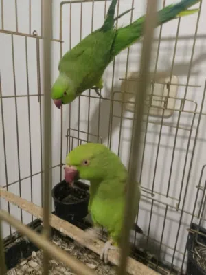 ببغاء ذرة هندي