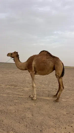 نـاقـة حـايـل درعـية