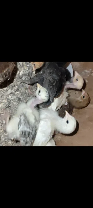 افراخ دجاج عرب عادي وابو ركيبه