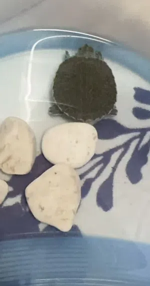 سلحفاه برمائيه ذات الاذن الحمراء