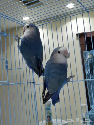 8 جواز روز شغالات