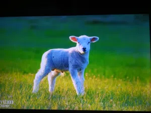 شاشة تلفزيون وانسا 55 بوصة
