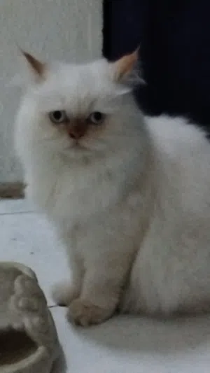 قط لبيع  عرها 7 شهور