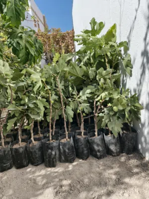 شتلات أشجار ترقيد هوائية  تين وصفرجل