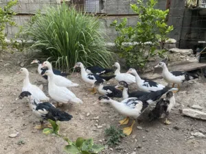 بط مصري منتج