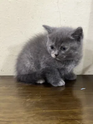 British kitten 1.5 months