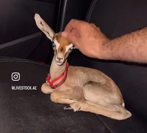 ‏غزلان‏0