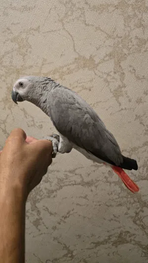 ببغاء مروض للبيع
