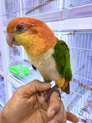 Friendly Baby Birds Available – Healthy & Hand Fed