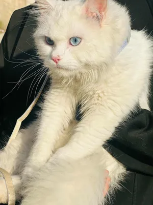 Persian1