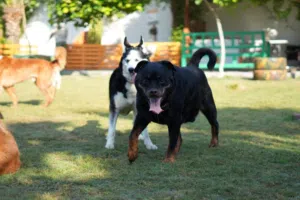 Rottwiler dog for sale