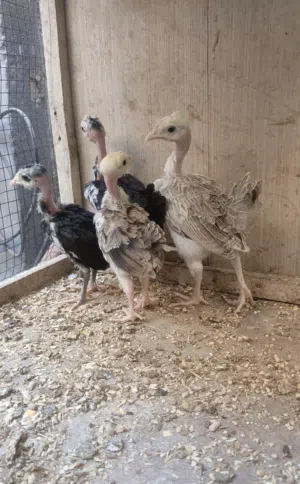 زوجين افراخ ابو ركيبه. العمر شهر. صحه فول