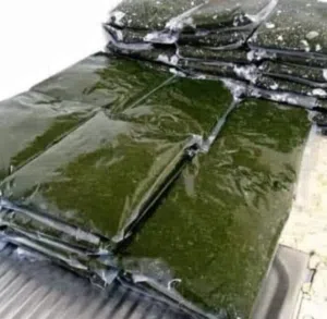 ملوخيه للتواصي