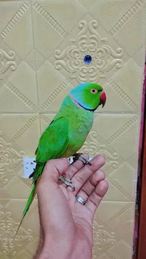 أقره الوصف لمراوس