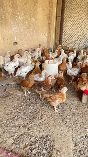 دجاج فرنسي بيور الاحمر والابيض