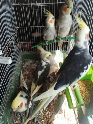 5 كوبيات باذن الله
