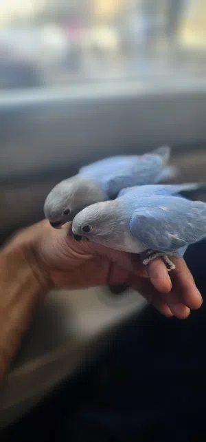 فروخ طيور حب