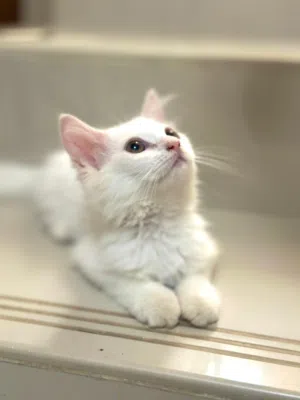 للبيع قطه انثى شيرازي