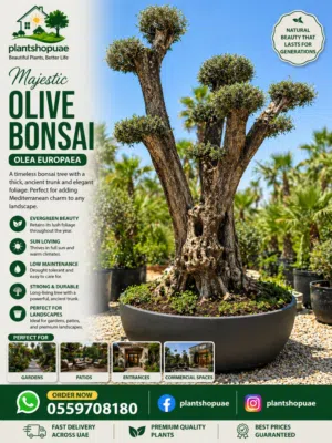 Olive tree