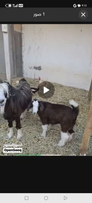 شاه لبيع مع بنتها