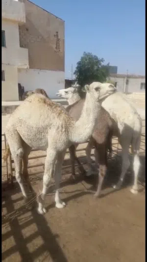 احمد الجماعين   0785560803