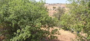 Residential . 830 m2 . Landlord1