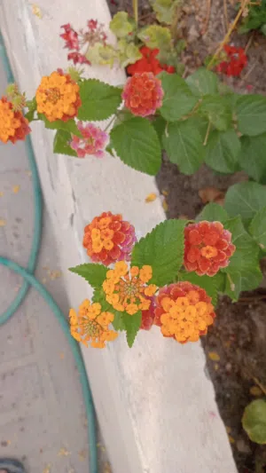garden working