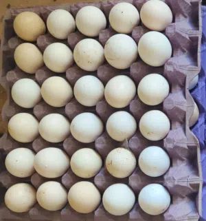 بيض دجاج بلدي مخصب للبيع