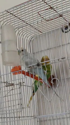 السلام عليكم كوبيه ربي يبارك كزيوني