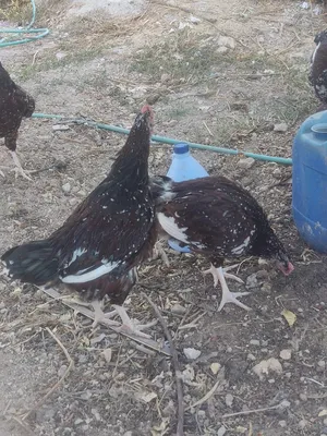 ‏دجاج‏0