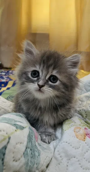 Scottish Persian kittens 2 months for sale