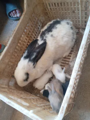 انثاي هجينه خمسه كيلو