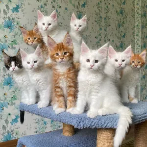 Maine Coon Kittens