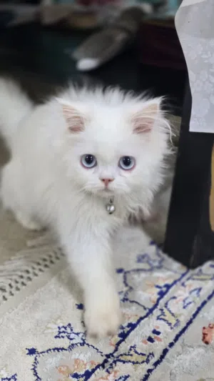 للبيع قط شيرازي ذكر 4 شهور