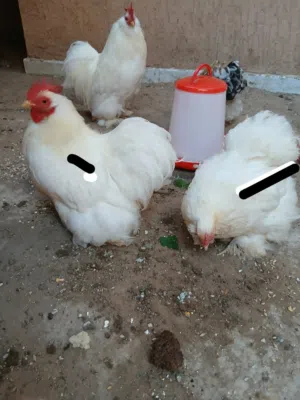 كوبيا تلجيه تبارك الله لحيه وداج سعر حرق