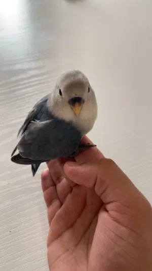 روز أليف عمره شهرين