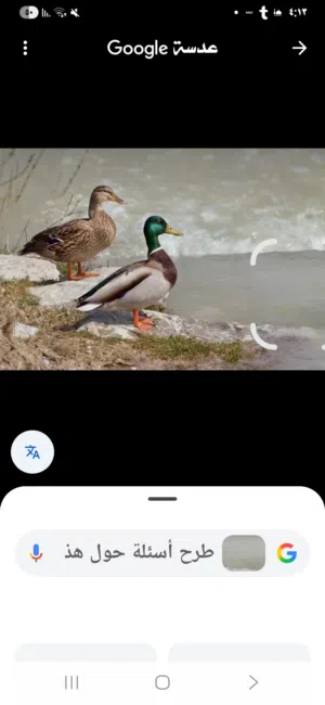بط خضاري الطائر