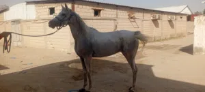 للبيع فرس وحصان