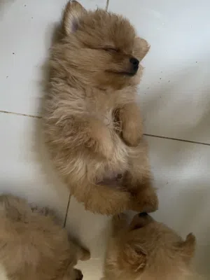 Pomeranian