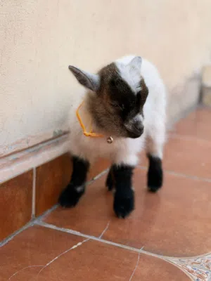 ماعز القزم الأمريكي الفاخر