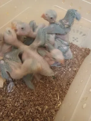 فروخ الدره الأخضر