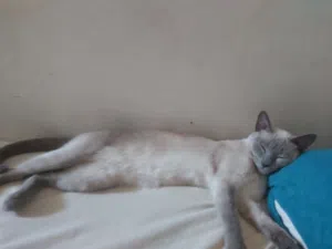 0 dh pour ce chat