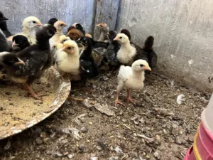 صوص بلدي نخب اول