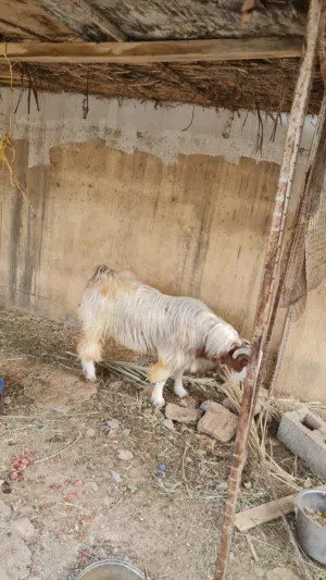 تيس للبيع عمر سنه و5 شهور